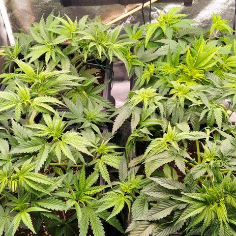 White Widow #4 growlog timeline photo