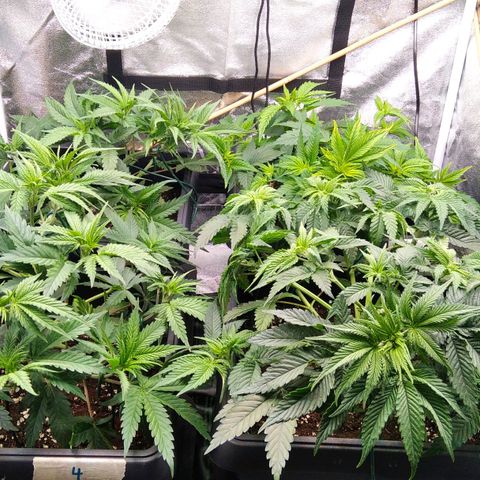 White Widow #4 growlog timeline photo