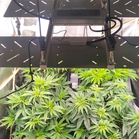 White Widow #4 growlog timeline photo