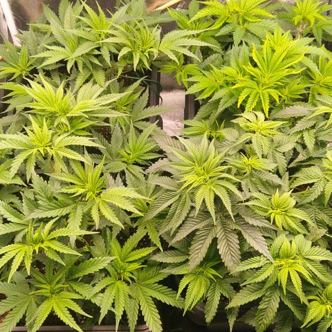 White Widow #4 growlog timeline photo