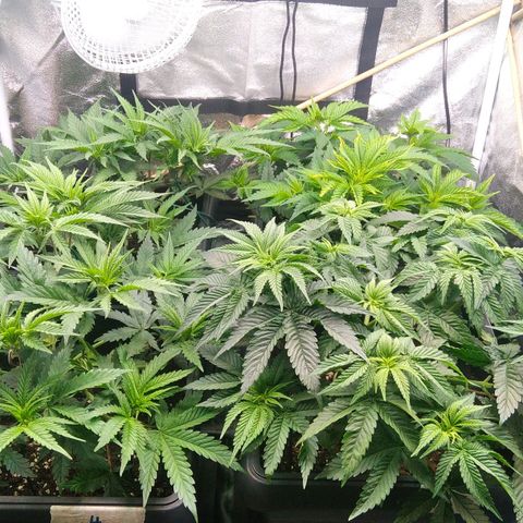 White Widow #4 growlog timeline photo