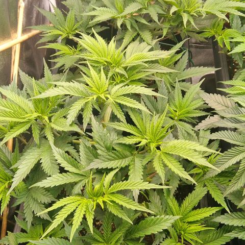 White Widow #4 growlog timeline photo