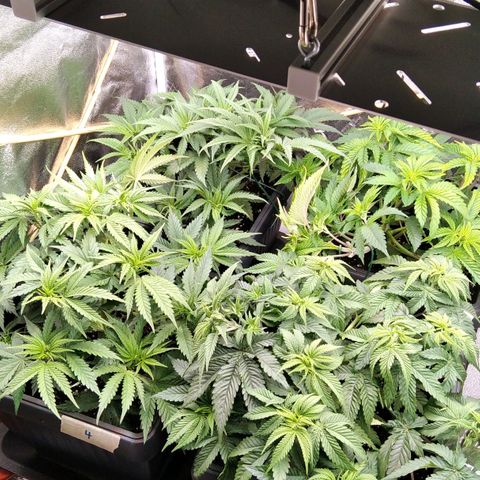 White Widow #4 growlog timeline photo