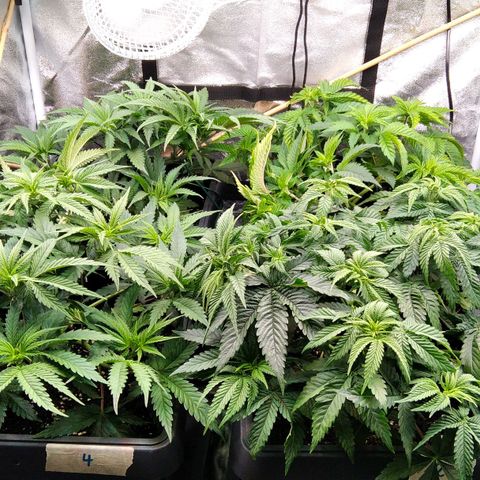 White Widow #4 growlog timeline photo