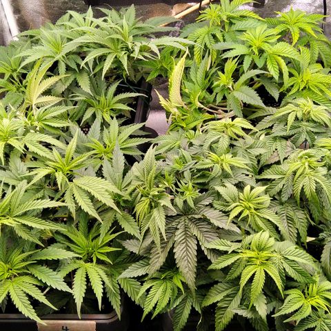 White Widow #4 growlog timeline photo