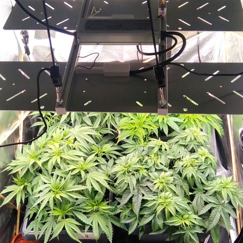 White Widow #4 growlog timeline photo