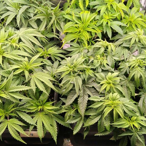 White Widow #4 growlog timeline photo