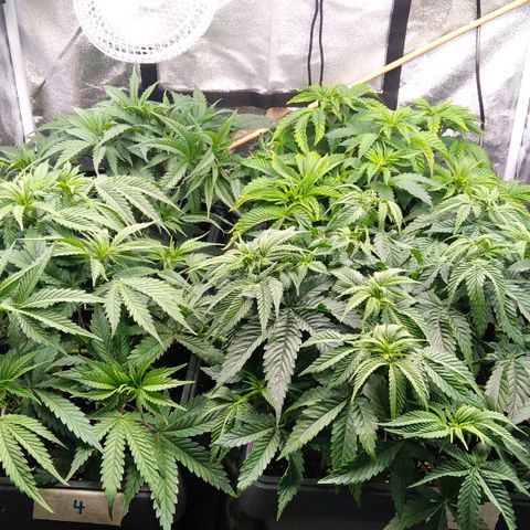 White Widow #4 growlog timeline photo