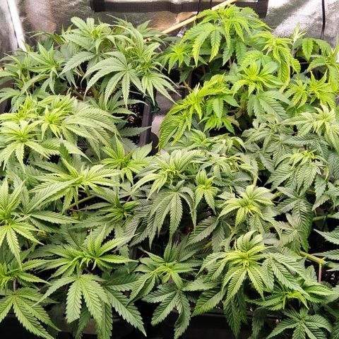 White Widow #4 growlog timeline photo