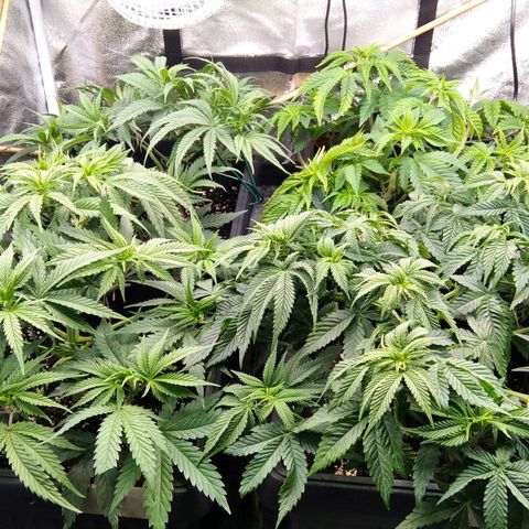 White Widow #4 growlog timeline photo