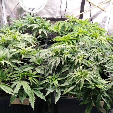 White Widow #4 growlog timeline photo