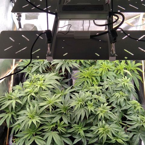 White Widow #4 growlog timeline photo