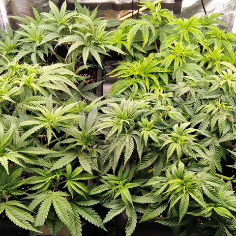 White Widow #4 growlog timeline photo