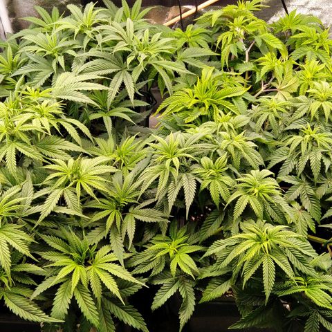 White Widow #4 growlog timeline photo