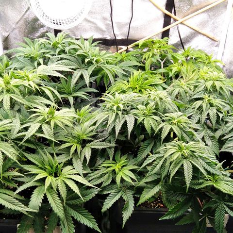 White Widow #4 growlog timeline photo