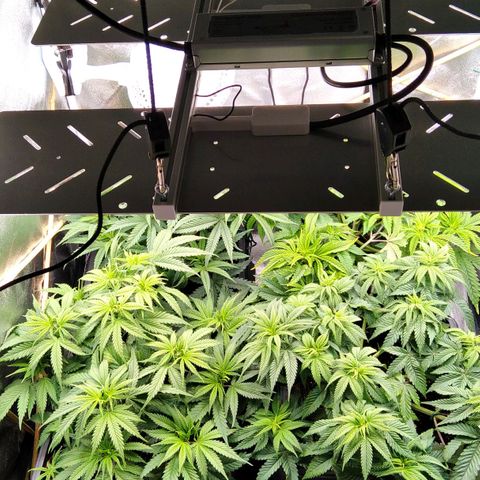 White Widow #4 growlog timeline photo
