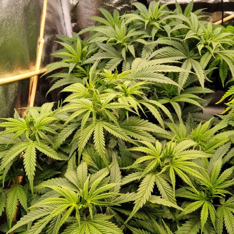 White Widow #4 growlog timeline photo