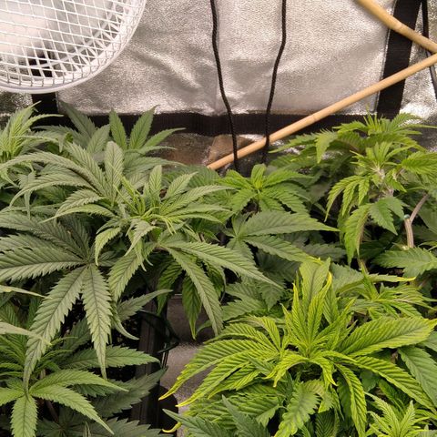 White Widow #4 growlog timeline photo