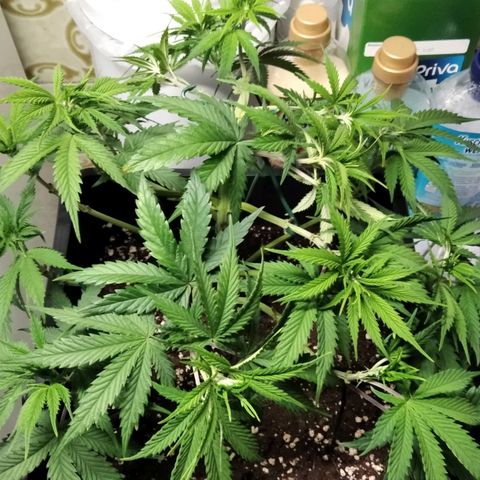 White Widow #4 growlog timeline photo