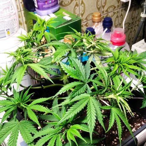 White Widow #4 growlog timeline photo