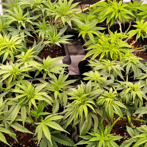 White Widow #4 growlog timeline photo