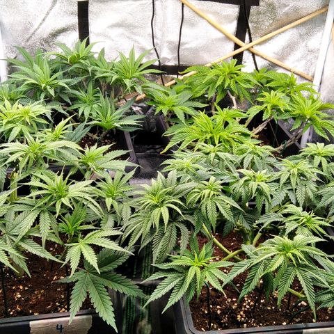 White Widow #4 growlog timeline photo