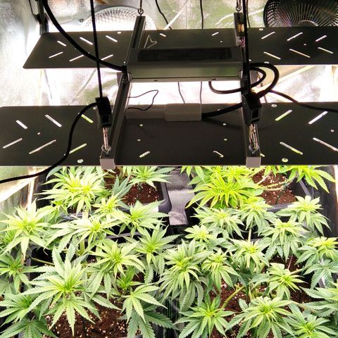White Widow #4 growlog timeline photo