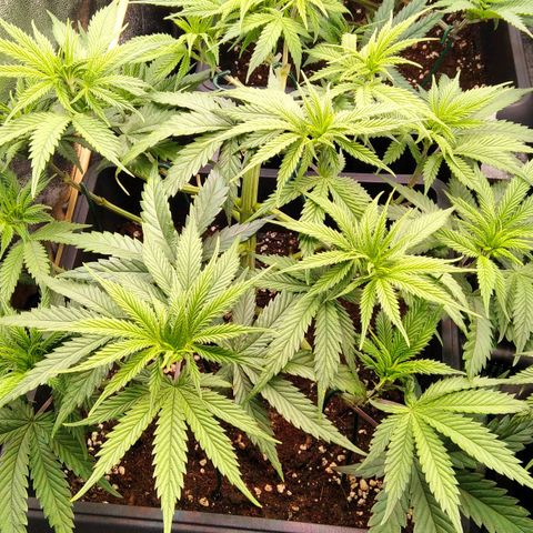 White Widow #4 growlog timeline photo