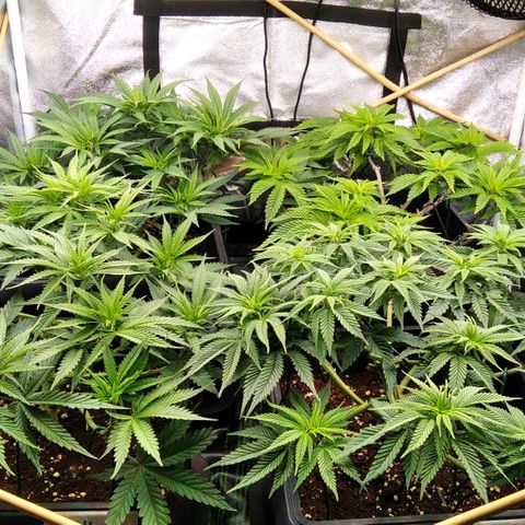 White Widow #4 growlog timeline photo