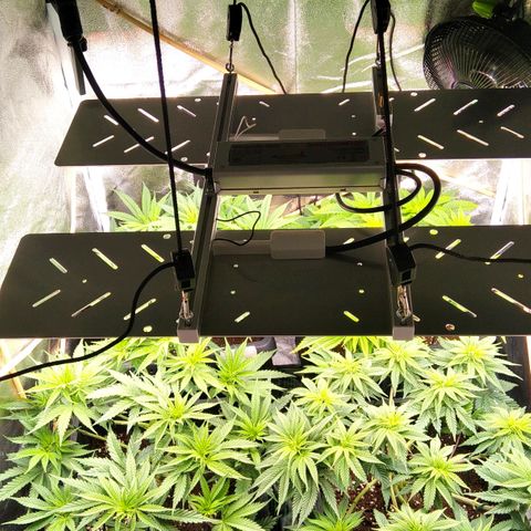 White Widow #4 growlog timeline photo