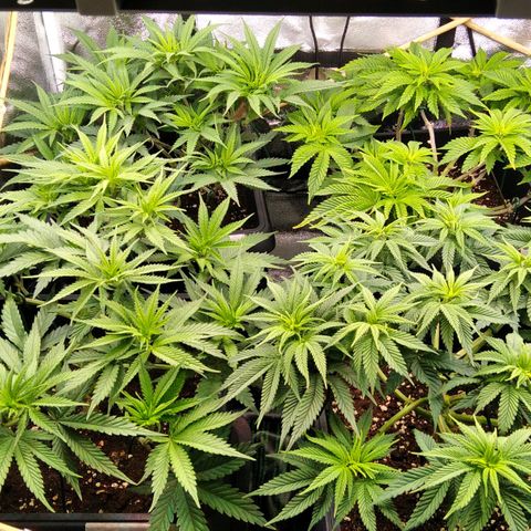 White Widow #4 growlog timeline photo
