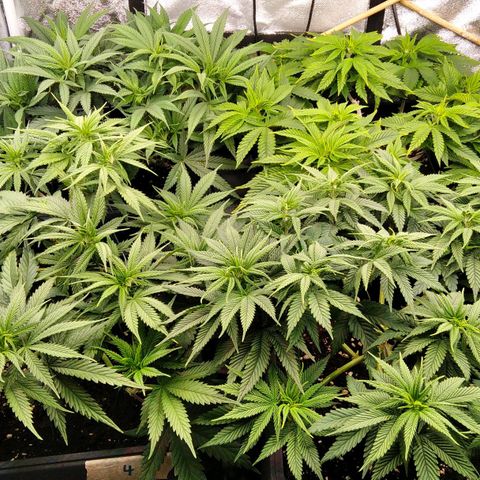 White Widow #4 growlog timeline photo