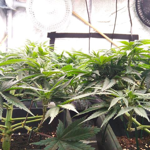 White Widow #4 growlog timeline photo