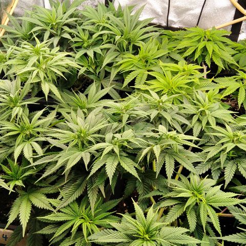 White Widow #4 growlog timeline photo
