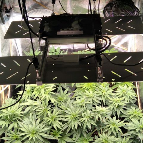 White Widow #4 growlog timeline photo
