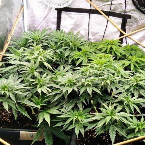 White Widow #4 growlog timeline photo