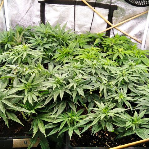 White Widow #4 growlog timeline photo