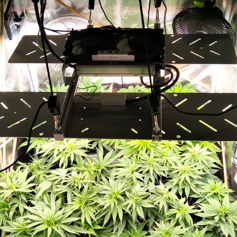 White Widow #4 growlog timeline photo
