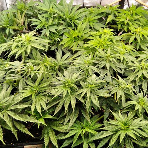 White Widow #4 growlog timeline photo