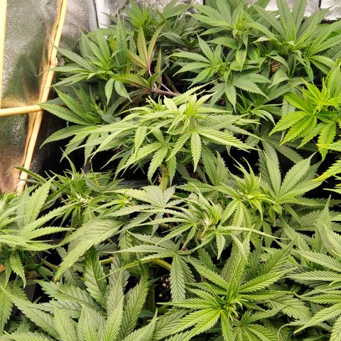 White Widow #4 growlog timeline photo