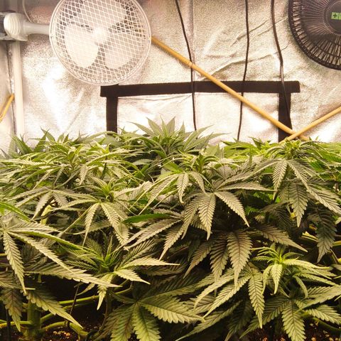White Widow #4 growlog timeline photo