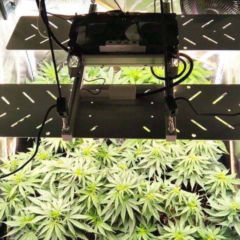 White Widow #4 growlog timeline photo