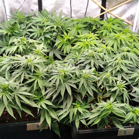 White Widow #4 growlog timeline photo