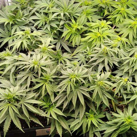 White Widow #4 growlog timeline photo