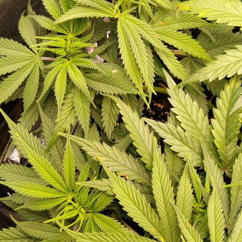 White Widow #4 growlog timeline photo
