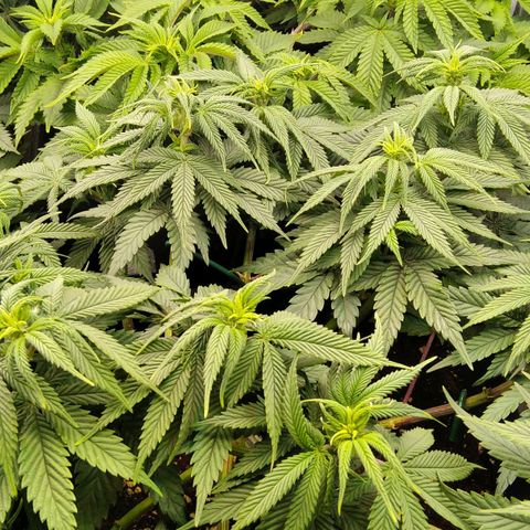 White Widow #4 growlog timeline photo