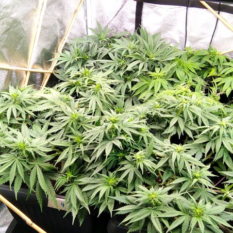 White Widow #4 growlog timeline photo