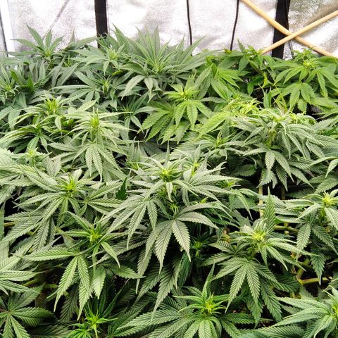 White Widow #4 growlog timeline photo