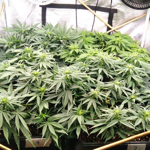 White Widow #4 growlog timeline photo