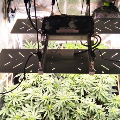 White Widow #4 growlog timeline photo